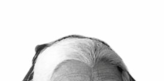 बेबीताई कांबळे यांच्या नेतृत्वाखालील फलटणची ऐतिहासिक सभा