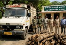 रुई परिसरात वन विभागाची धडक कारवाई; विनापरवाना लाकूड वाहतूक करणारा टेम्पो जप्त