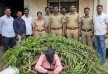 घरालगत गांजाची लागवड उघड; फलटण ग्रामीण पोलिसांची धडक कारवाई, ७ किलोहून अधिक गांजाची झाडे जप्त
