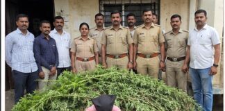 घरालगत गांजाची लागवड उघड; फलटण ग्रामीण पोलिसांची धडक कारवाई, ७ किलोहून अधिक गांजाची झाडे जप्त