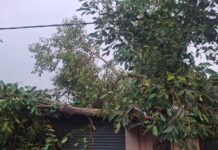 प्रभाग क्रमांक १० मध्ये धोकादायक झाडांची पाहणी; नागरिकांच्या समस्या जाणून तत्काळ उपाययोजनांचे निर्देश