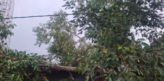 प्रभाग क्रमांक १० मध्ये धोकादायक झाडांची पाहणी; नागरिकांच्या समस्या जाणून तत्काळ उपाययोजनांचे निर्देश
