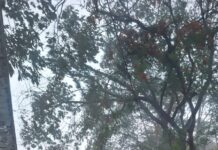वादळी वारे नंतर नगर परिषद अकलूजच्या प्रभाग क्रमांक १० मध्ये तातडीची पाहणी