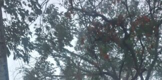 वादळी वारे नंतर नगर परिषद अकलूजच्या प्रभाग क्रमांक १० मध्ये तातडीची पाहणी