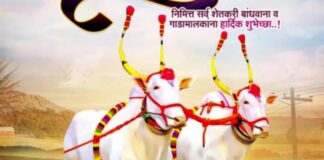 बेंदूर : महाराष्ट्राच्या कृषी संस्कृतीचा कृतज्ञतेचा सण; बैलांप्रती प्रेम, आदर आणि सहजीवनाचा संदेश