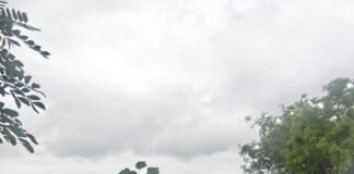 अस्थी विसर्जनाऐवजी शेतात बोधीवृक्षाचे रोपण; जगताप परिवाराने जपला धम्ममय पर्यावरण संवर्धनाचा आदर्श